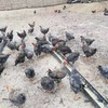 农家散养走地芦花鸡2.5kg左右 商品缩略图1