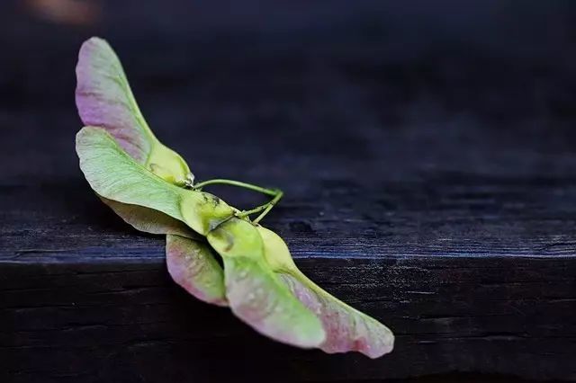 想象你是槭树的种子,张着一对美丽的"翅膀",探索未知的世界