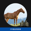 STEINER视得乐德国望远镜5101高倍高清夜视军事用便携演唱会 商品缩略图2