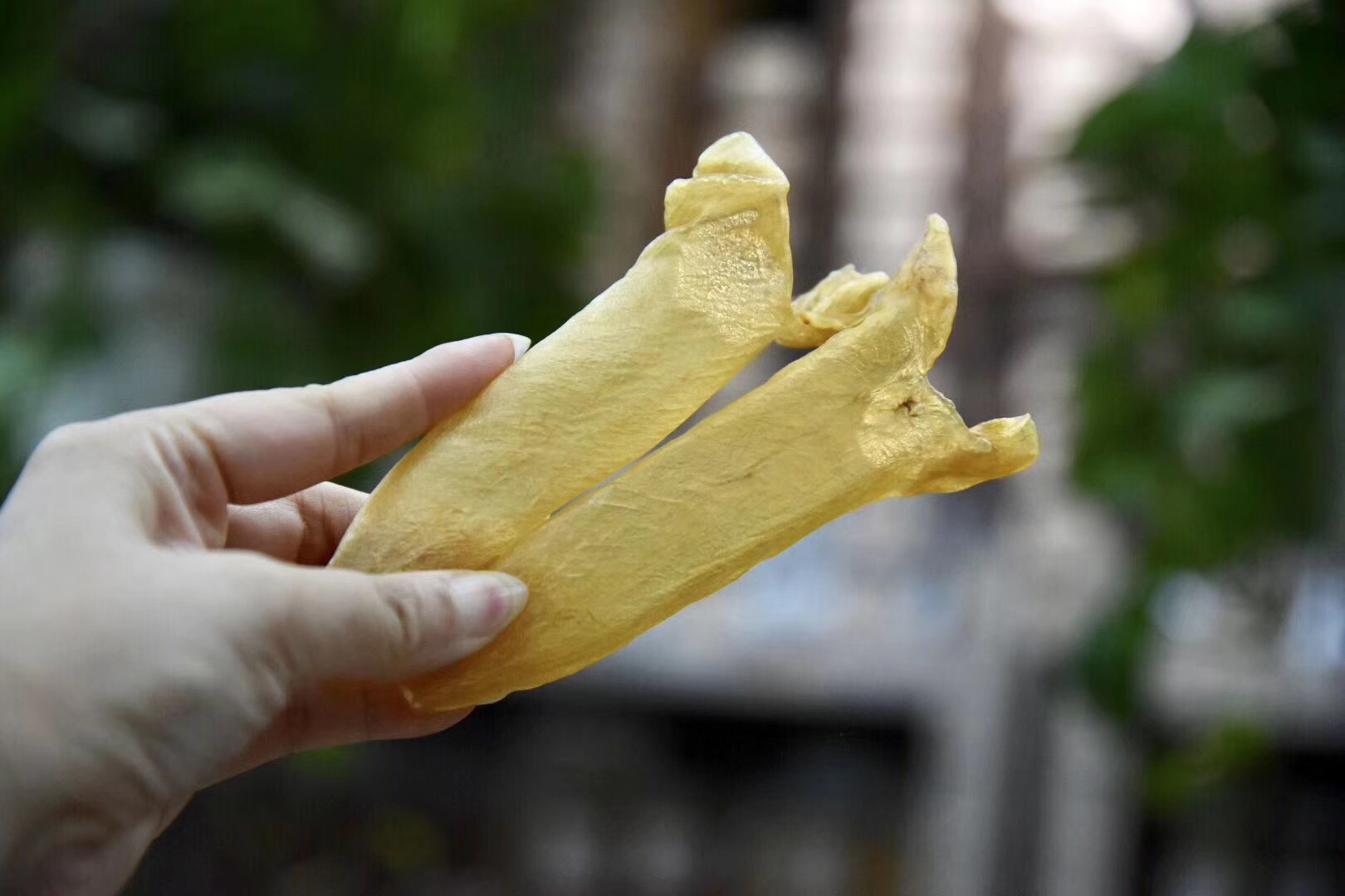【送礼佳品】非洲黄花胶65头礼盒