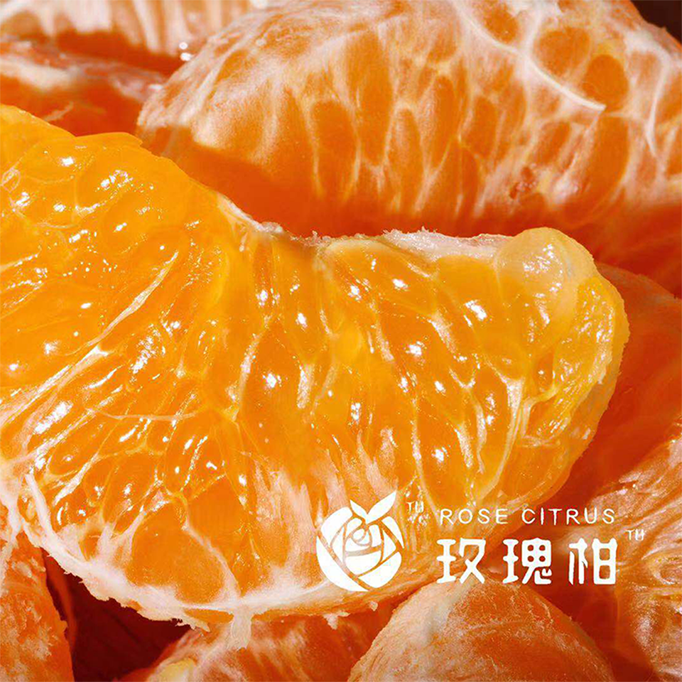 现摘玫瑰柑5斤装约16个送从化宝趣玫瑰世界门票