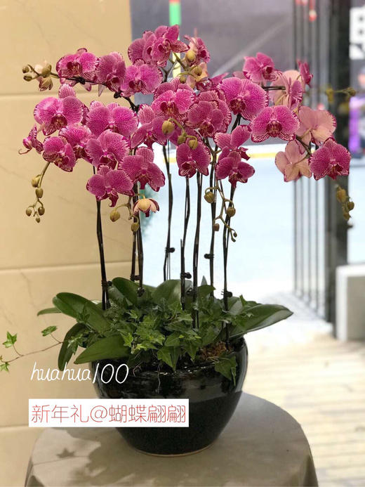 新年礼丨8株蝴蝶兰组盆 商品图0