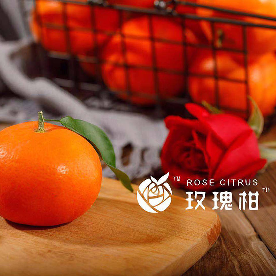现摘玫瑰柑5斤装约16个送从化宝趣玫瑰世界门票