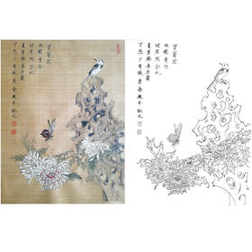 楚彦春复古风工笔花鸟白描底稿-菊花-斗方小品册页-CY31