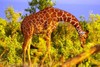 肯尼亚 “怪兽safari”之旅  12天 商品缩略图0