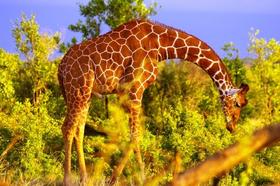 肯尼亚 “怪兽safari”之旅  12天