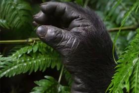 肯尼亚&卢旺达 “成为阿非利加”之旅  8天