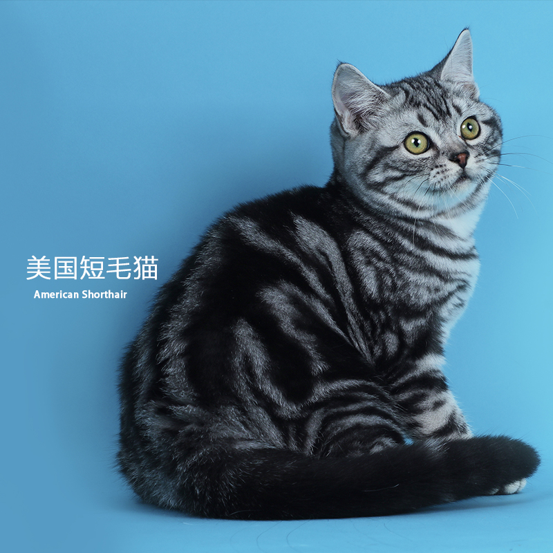 美国短毛猫 公猫