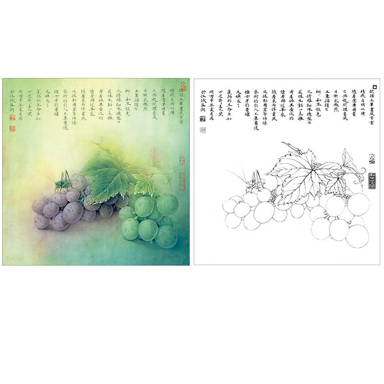 李晓明工笔花鸟白描底稿-葡萄螽斯图-ka11