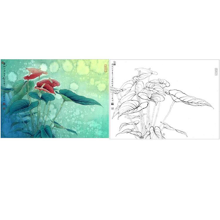 李晓明工笔花鸟白描底稿-红掌写生图-kb12