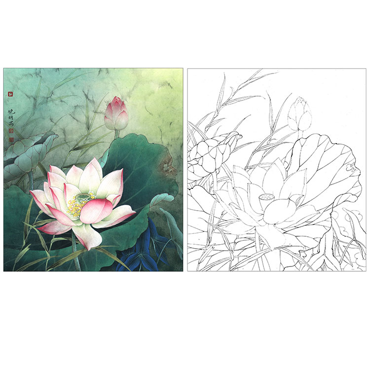 李晓明工笔花鸟白描底稿-荷花-有步骤图及文字解析-kb
