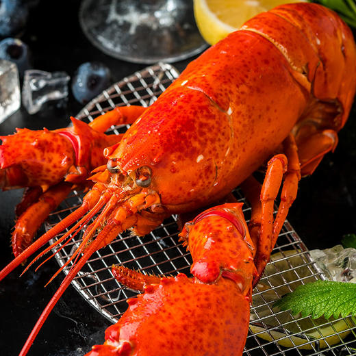 【备用】【砍价19.9元购】加拿大熟冻 波士顿龙虾(350g—400g) 商品图3