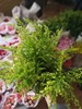 马蹄莲10枝19元 商品缩略图5