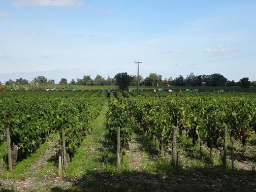 卡门萨克庄园干红葡萄酒CH. DE CAMENSAC2011 商品图3