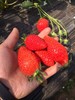 【自助采摘1kg/2kg】安宁温泉镇老路入园草莓采摘 商品缩略图0