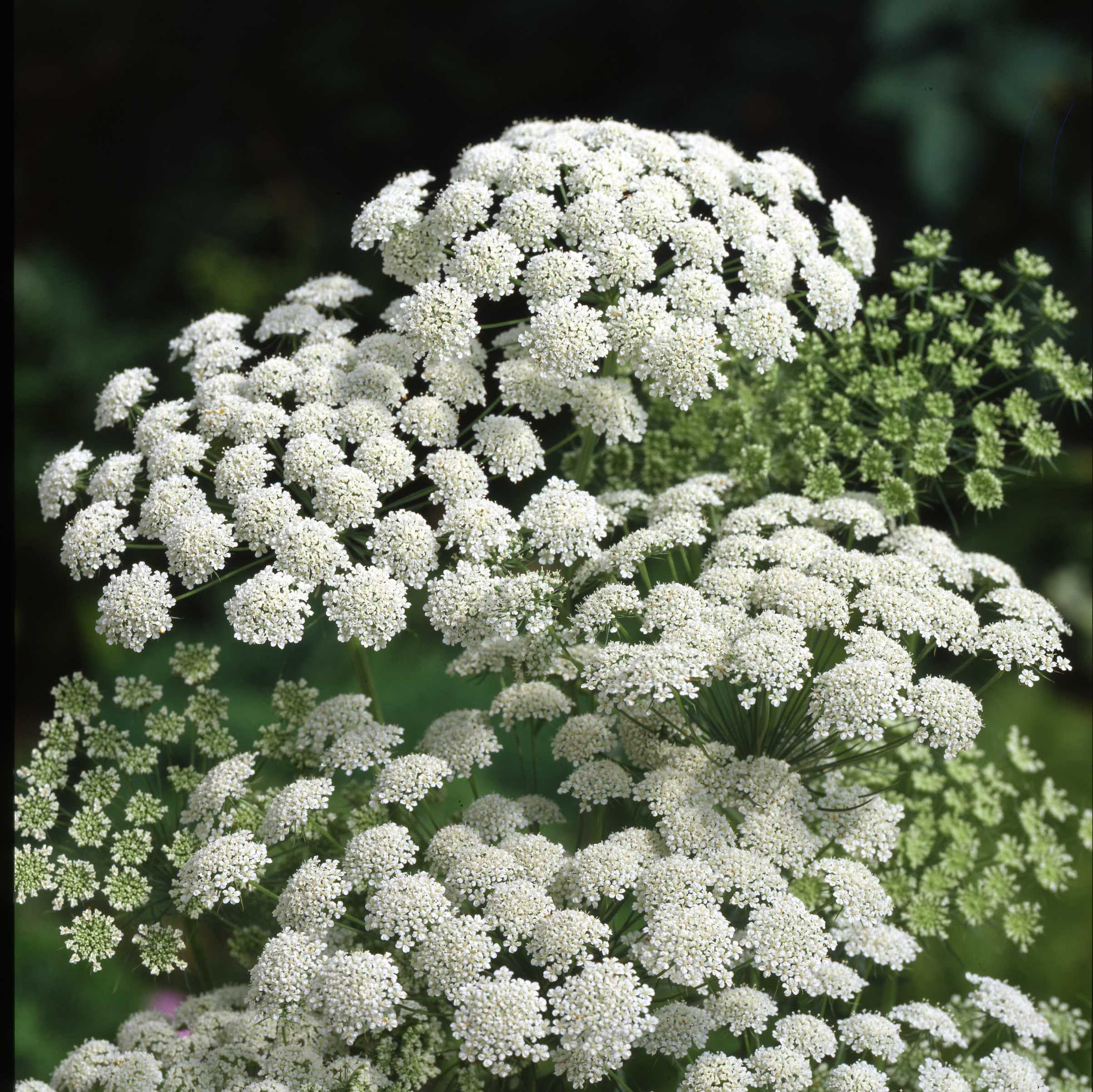 阿米芹/蕾丝花 白色 吸引昆虫 适合做切花