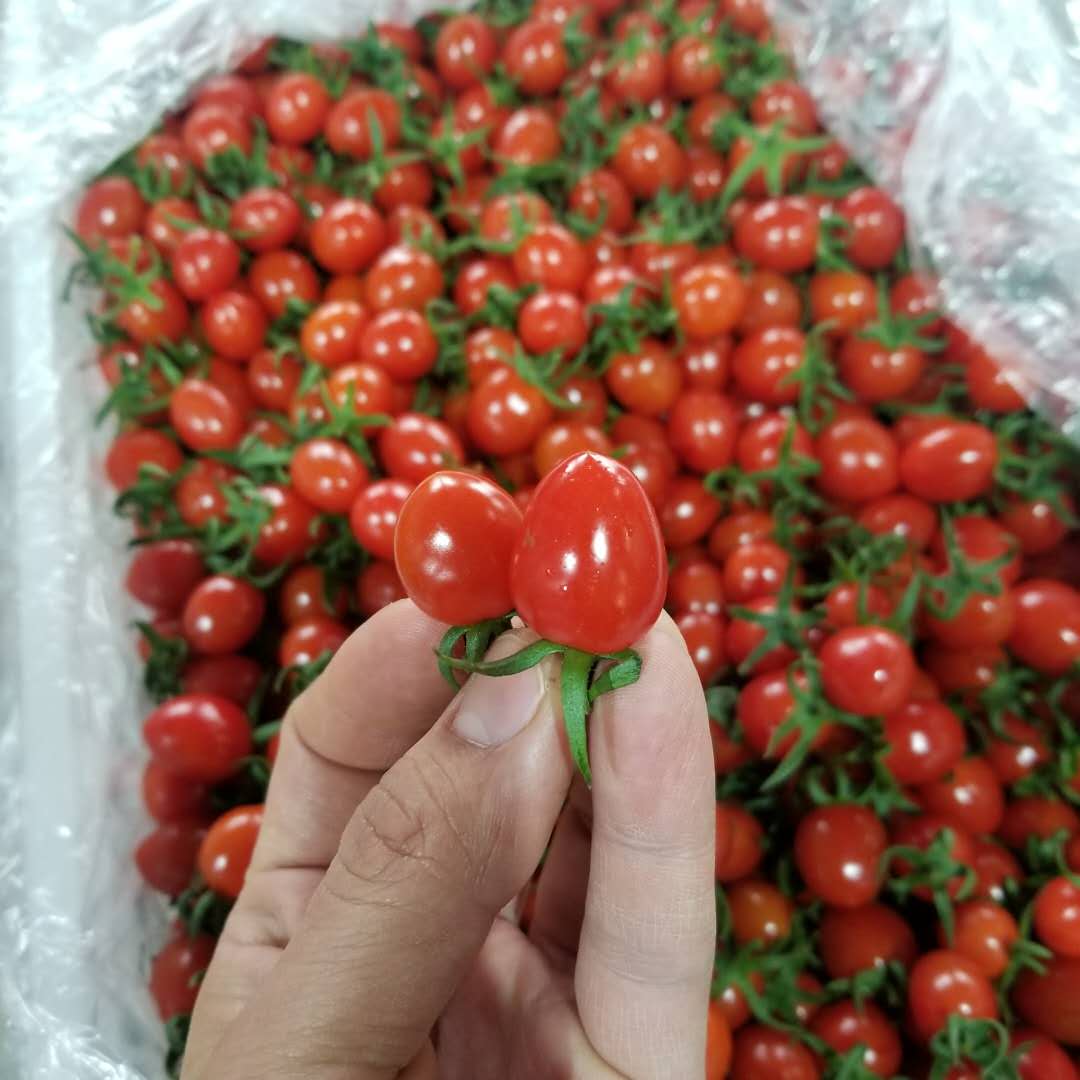 【包邮】玲珑小西红柿4斤(非千禧柿)