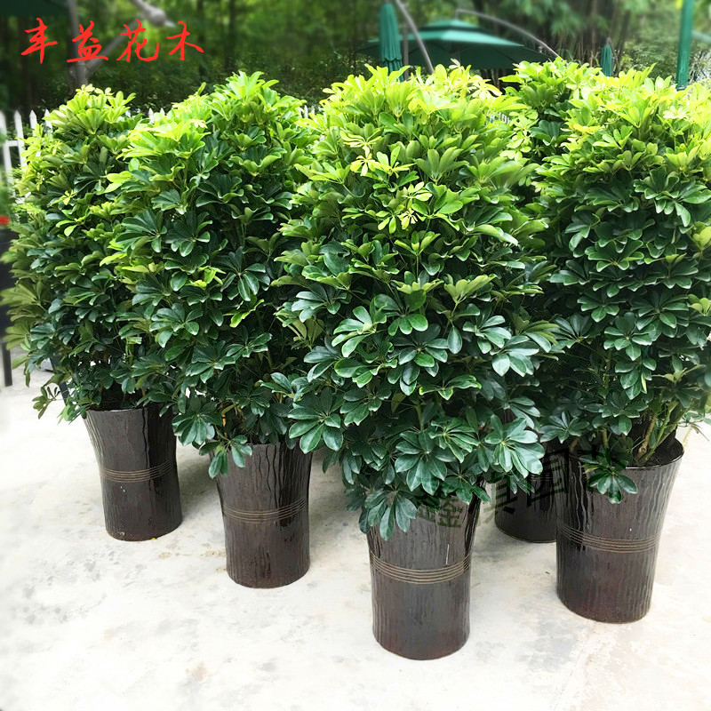 小叶发财树