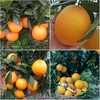 【黔货出山】【电商助农】毕节特产 中华名果大河口脐橙甜橙 现摘现发新鲜 5斤装 全国包邮 商品缩略图3
