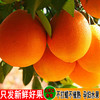 【黔货出山】【电商助农】毕节特产 中华名果大河口脐橙甜橙 现摘现发新鲜 5斤装 全国包邮 商品缩略图1