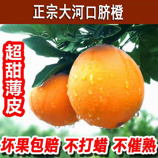 【黔货出山】【电商助农】毕节特产 中华名果大河口脐橙甜橙 现摘现发新鲜 5斤装 全国包邮 商品图0