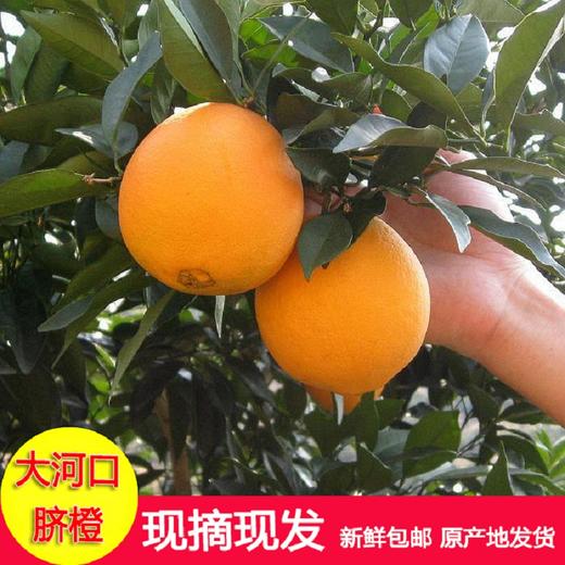 【黔货出山】【电商助农】毕节特产 中华名果大河口脐橙甜橙 现摘现发新鲜 5斤装 全国包邮 商品图2