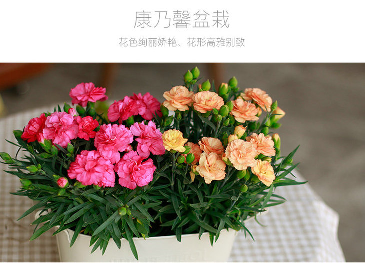 【3月1日到货】重瓣康乃馨19.