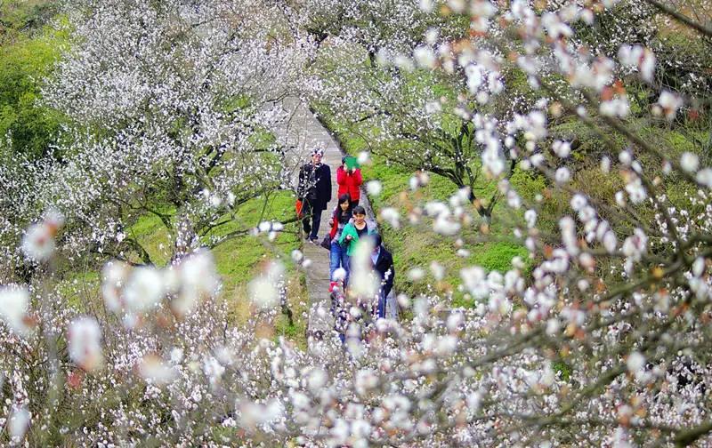 三月,天气晴暖,东村梅花便成了香雪梅海.