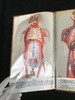 人体解剖图集 详细的彩色解剖图示 仿皮装大16开 商品缩略图8
