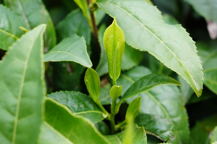 鼎盛时期红茶里的奢侈品世界名茶祁门红茶泡一壶暖心可解忧