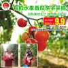 自有基地生产 绿色食品认证【9.9元】沃小番有机水果番茄亲子采摘限量抢！ 商品缩略图0