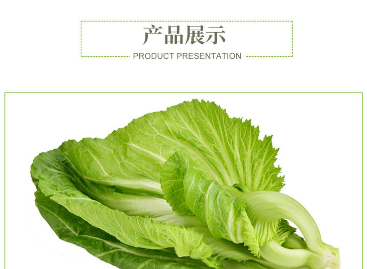 农家水东芥菜