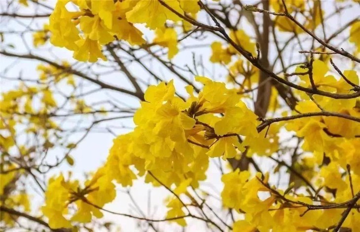 【中山南朗】云梯花海,黄花风铃木一天摄影