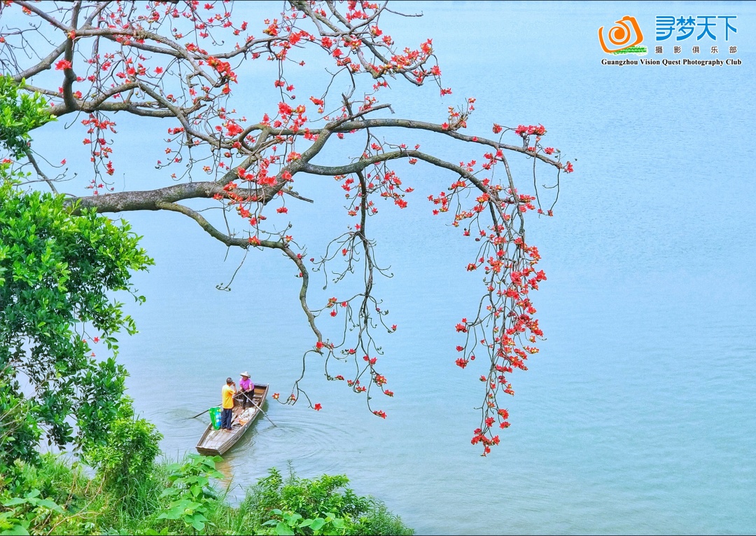 3月17日带你去拍百年古木棉，行摄目前最大葵林（含人像模特）