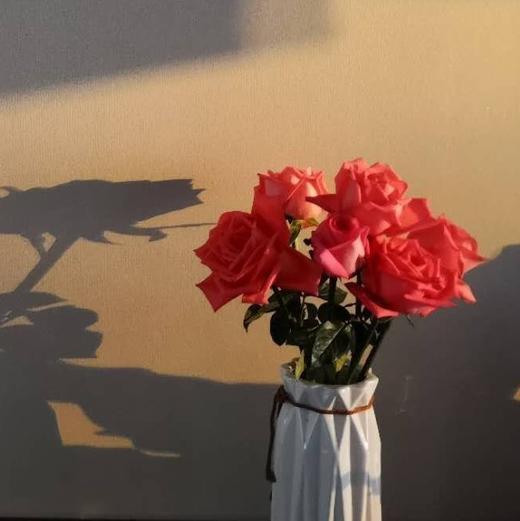 选色玫瑰20枝 商品图4