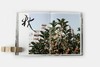 新村 XIN CUN BIRDHEAD  鸟头小组摄影集 商品缩略图7