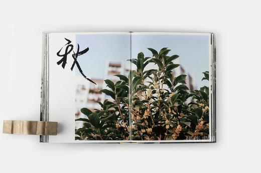 新村 XIN CUN BIRDHEAD  鸟头小组摄影集 商品图7