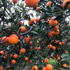 【长江边现摘奉节脐橙】超值礼盒装   树上现摘现发10斤59.9元 水分充足! 商品缩略图4