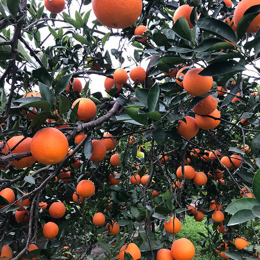 【长江边现摘奉节脐橙】超值礼盒装   树上现摘现发10斤59.9元 水分充足! 商品图4