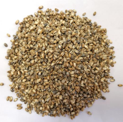 熟青稞米（5斤装） 商品图0