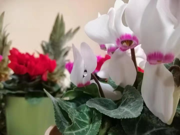 【3月1日到货】仙客来盆栽居家办公花卉兔耳朵花12.