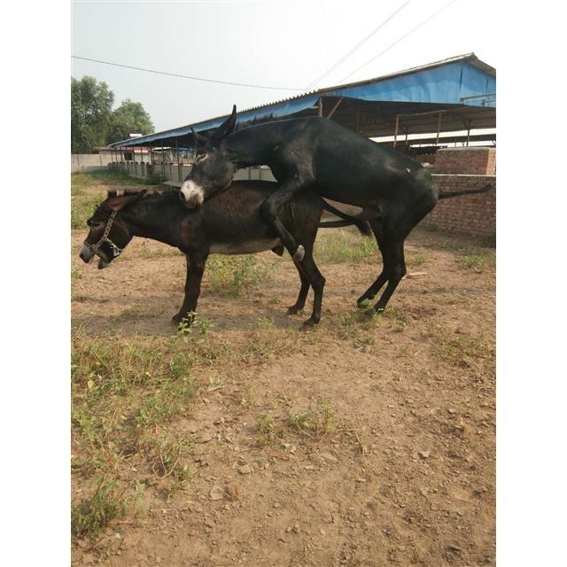 正宗新鲜驴鞭驴肉生熟驴鞭纯驴鞭驴三宝农家散养现杀