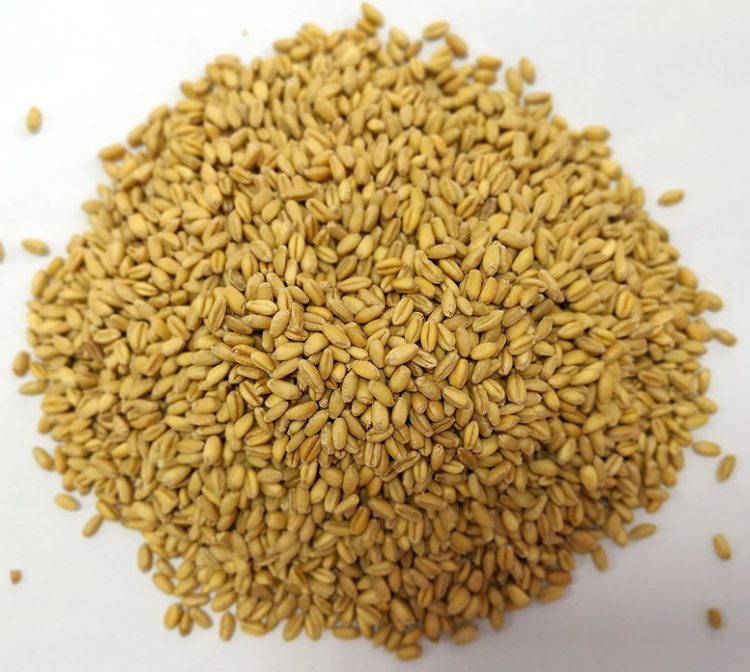 熟小麦（5斤装）