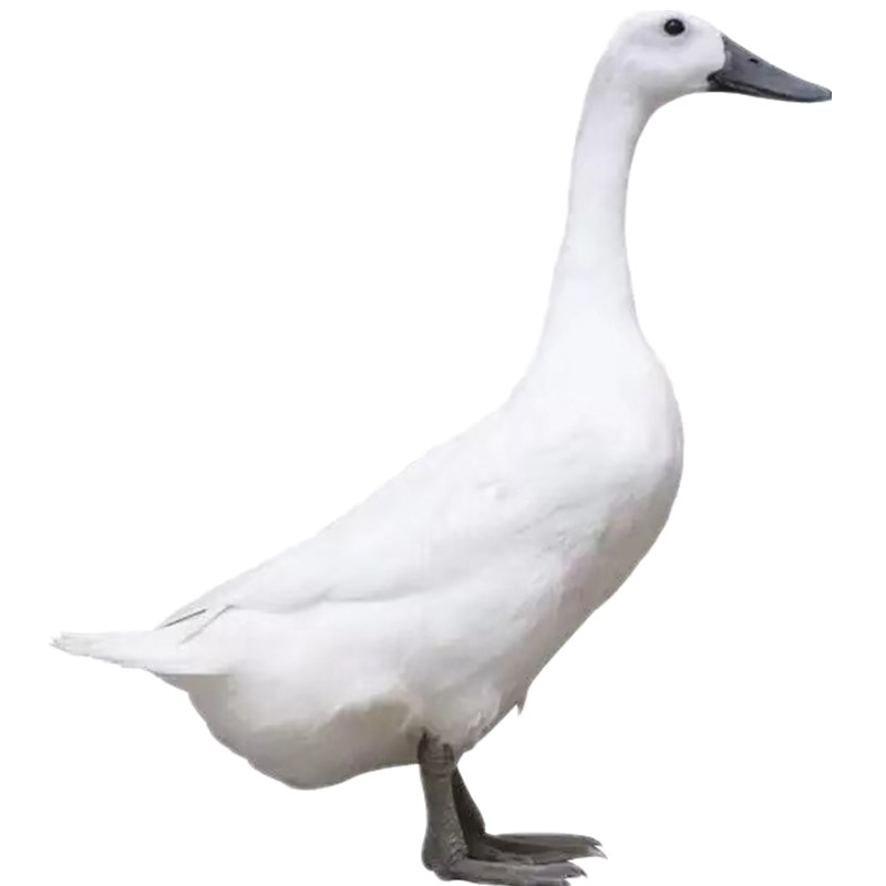 3月1日配送连城白鸭 | 连城白鸭具有独特的"白羽,乌嘴,黑脚"的外貌