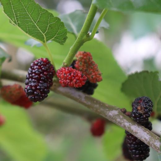 有机桑葚团购 | 绿家自产*Organic mulberry | Self-production 商品图1