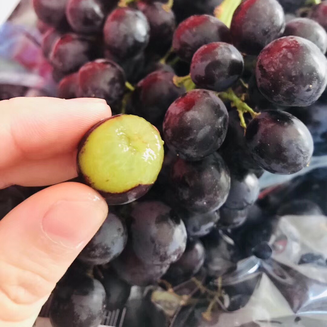 玫瑰香无籽黑提