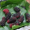 有机桑葚团购 | 绿家自产*Organic mulberry | Self-production 商品缩略图3