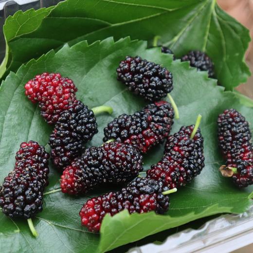 有机桑葚团购 | 绿家自产*Organic mulberry | Self-production 商品图3