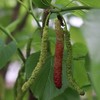 有机桑葚团购 | 绿家自产*Organic mulberry | Self-production 商品缩略图4