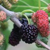 有机桑葚团购 | 绿家自产*Organic mulberry | Self-production 商品缩略图2